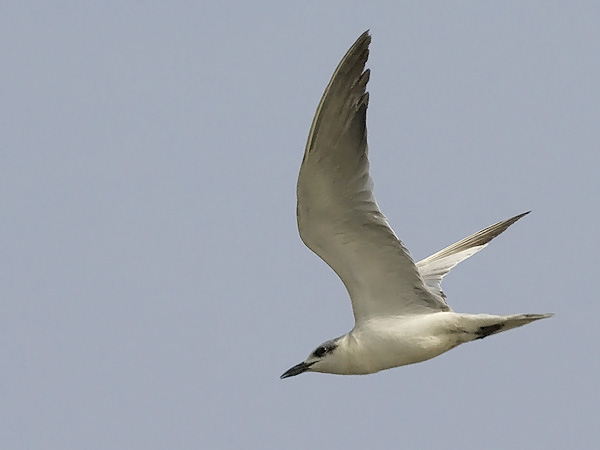 Hietatiira, Gull-billed Tern, Gelochelidon nilotica